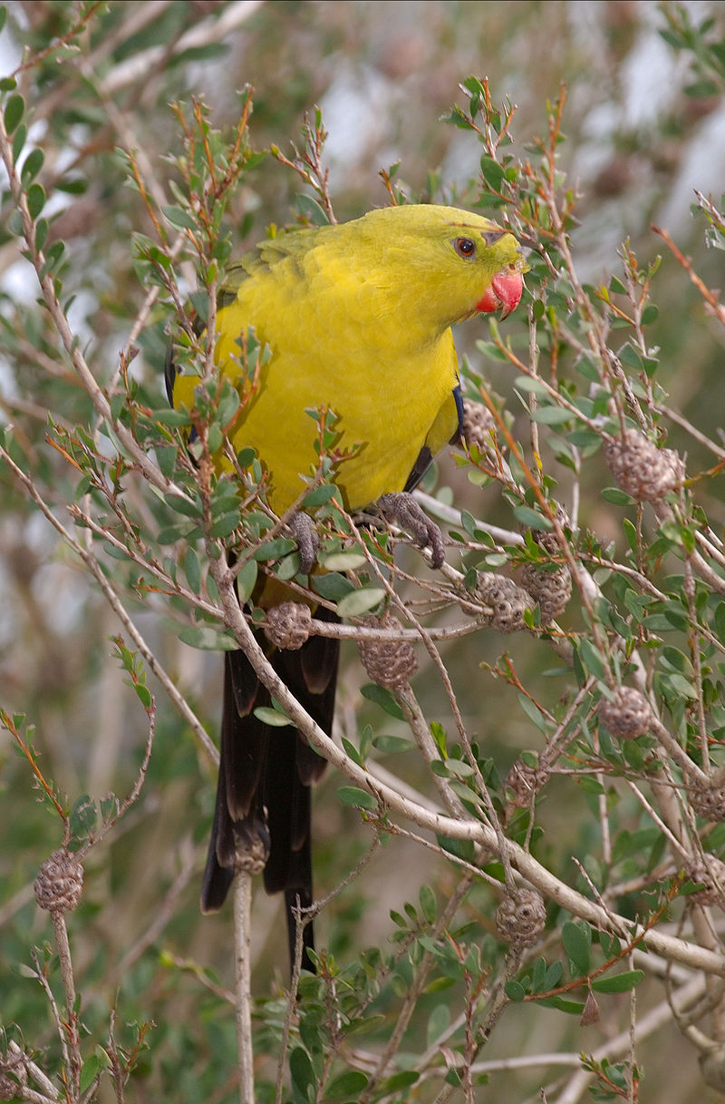 51 Most Common Western Australia Birds The Worlds Rarest Birds